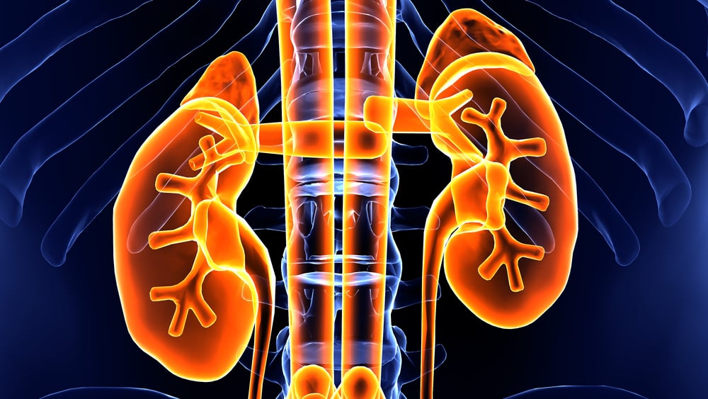 renal mass update